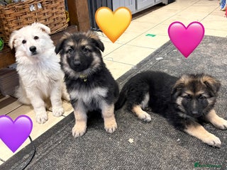 German Shepherd dogs KC White & Black&Tan German Shepherd Females!👀🏡 - Advert 2