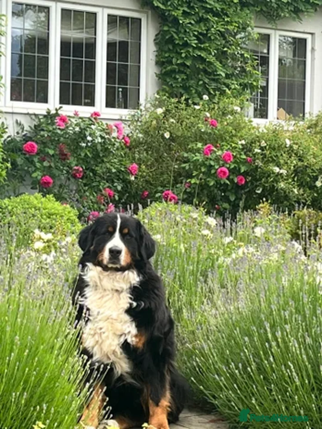 Bernese Mountain Dog dogs for sale: KC Bernese Pups – Calm, Loving & Ready Soon - Image 8