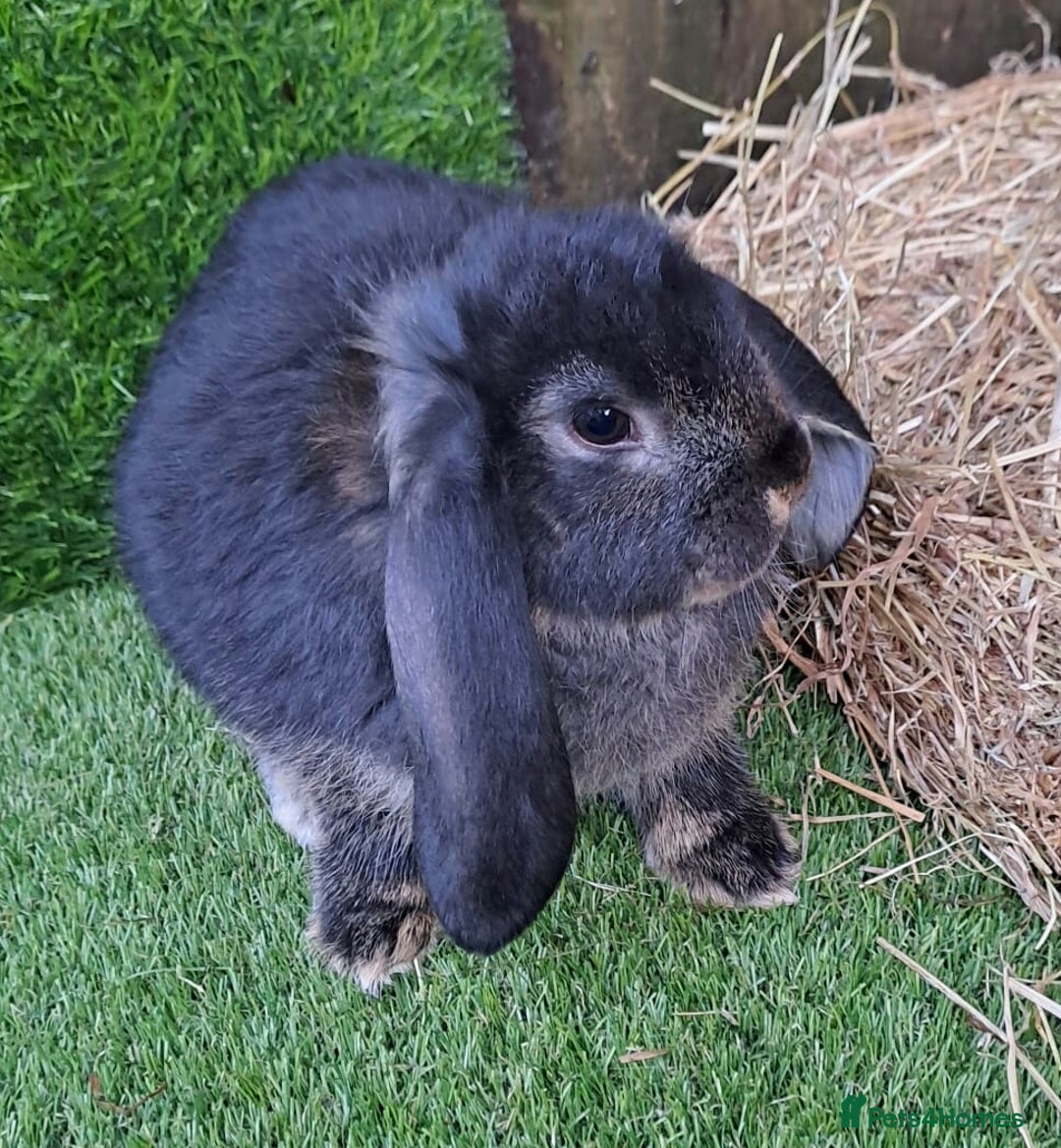 French Lop rabbits for sale: Giant French Lop Planned Litters - Vaccinated   - Image 23