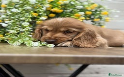 Cocker Spaniel dogs for sale: Showtype cocker spaniels  - Image 10