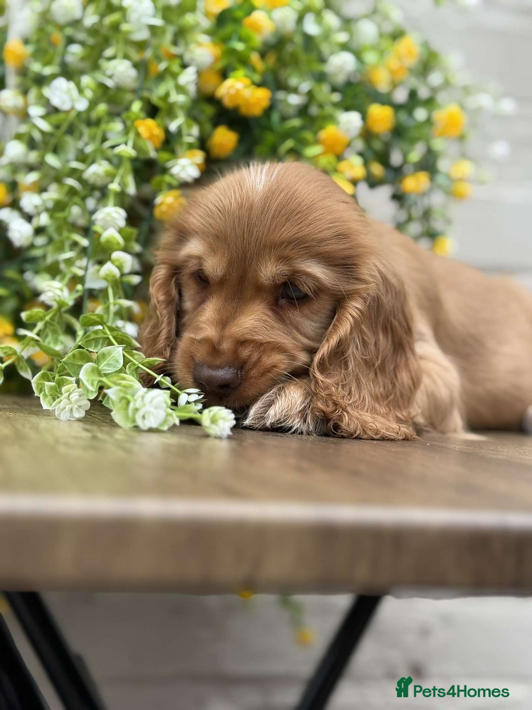 Cocker Spaniel dogs for sale: Showtype cocker spaniels  - Image 10