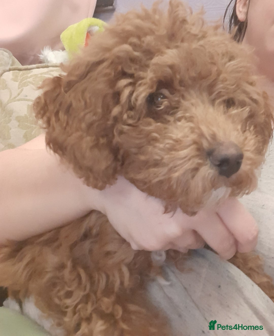 Cockapoo dogs for sale: Red toy cockapoo - Advert 2