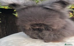 Angora rabbits for sale: Harlequin and blue (grey ) angoras  - Image 18