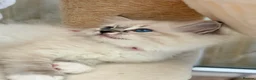 Ragdoll cats for sale: Pedigree show quality kitten Ragdolls 💝 - Advert 31