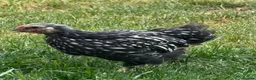 Chickens poultry for sale: 1 rare vorwerk 2 Sweedishflower, lace Wyandotte  in Telford - Advert 11