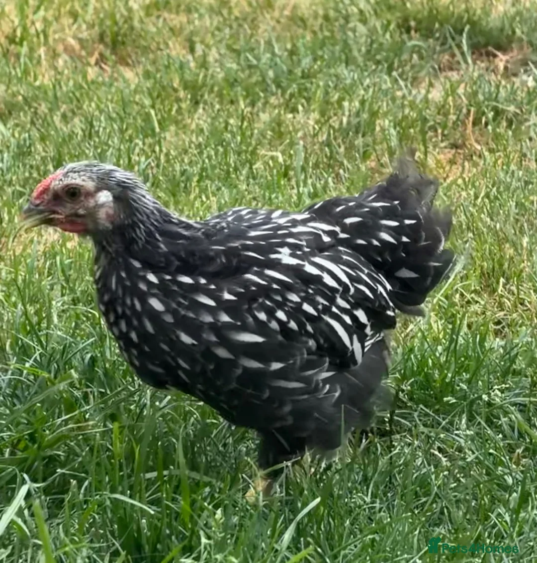 Chickens poultry for sale: 1 rare vorwerk 2 Sweedishflower, lace Wyandotte  in Telford - Advert 11