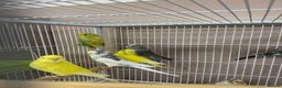 Budgerigars birds for sale: Baby Budgies  - Advert 5