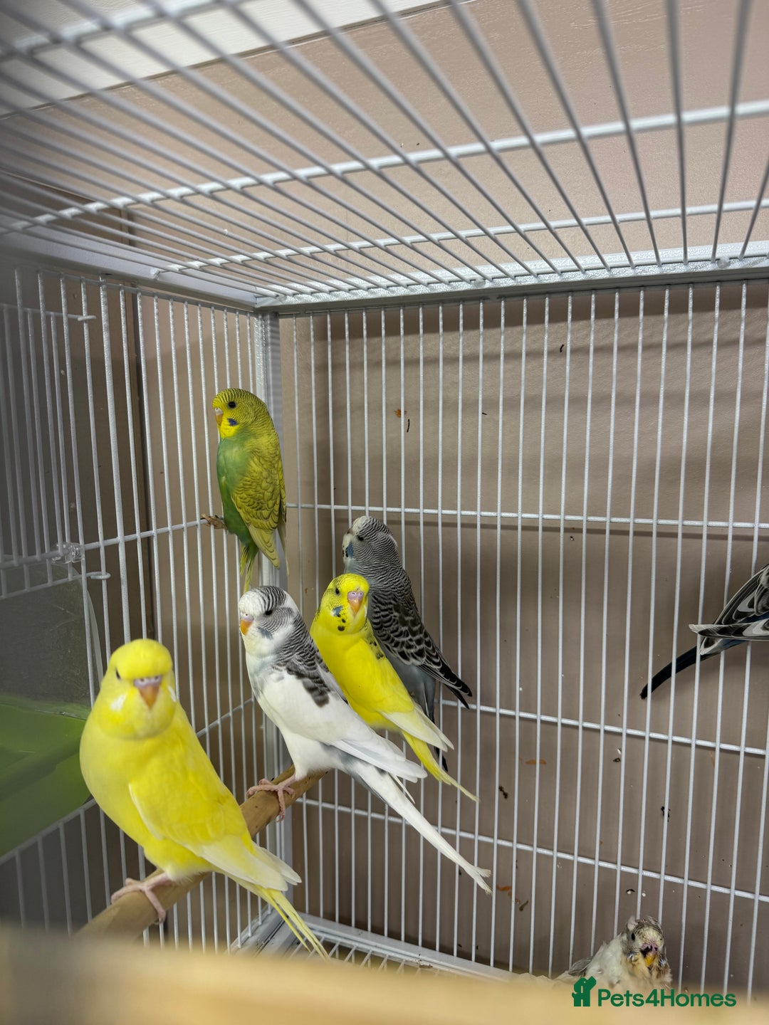 Budgerigars birds for sale: Baby Budgies  - Advert 5