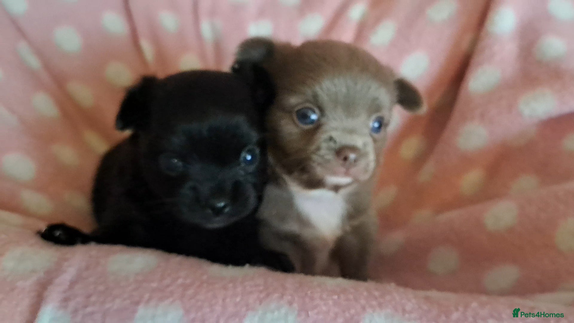 Chihuahua dogs Long Coat Chihuahua Puppies for Sale - Advert 15