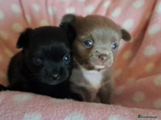 Chihuahua dogs Long Coat Chihuahua Puppies for Sale - Advert 15