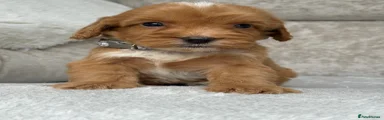 Cockapoo 8
