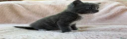 Mixed Breed cats for sale: Beautiful Kittens For Sale  - Advert 8