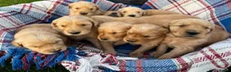 Golden Retriever dogs for sale: Beautiful KC Golden Retriever Puppies - Advert 6