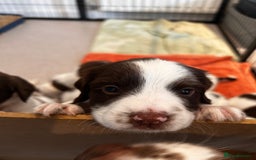 English Springer Spaniel dogs for sale: 2 GIRLS LEFT - English Springer Spaniel Puppies - Image 8