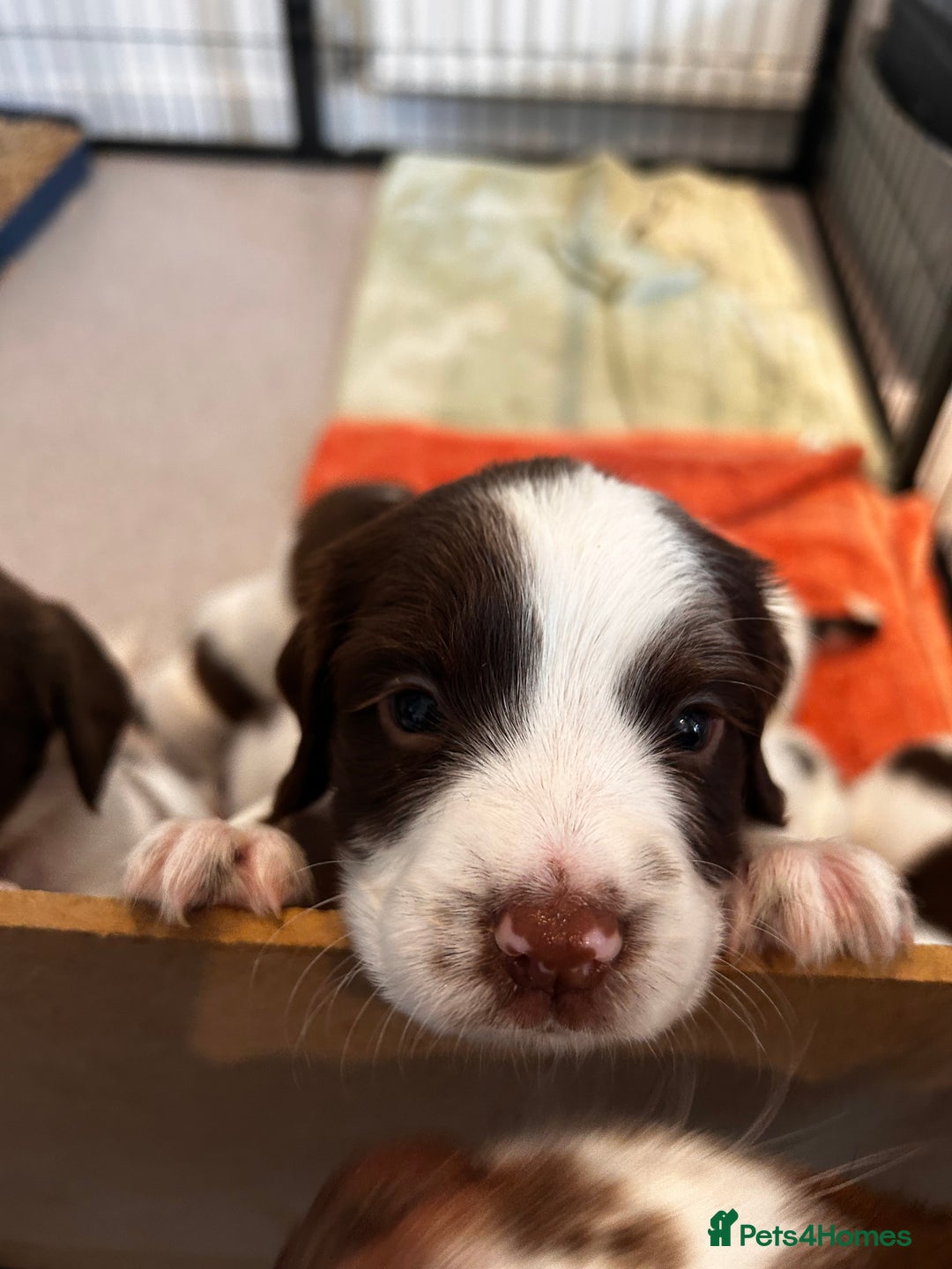 English Springer Spaniel dogs for sale: 2 GIRLS LEFT - English Springer Spaniel Puppies - Image 8