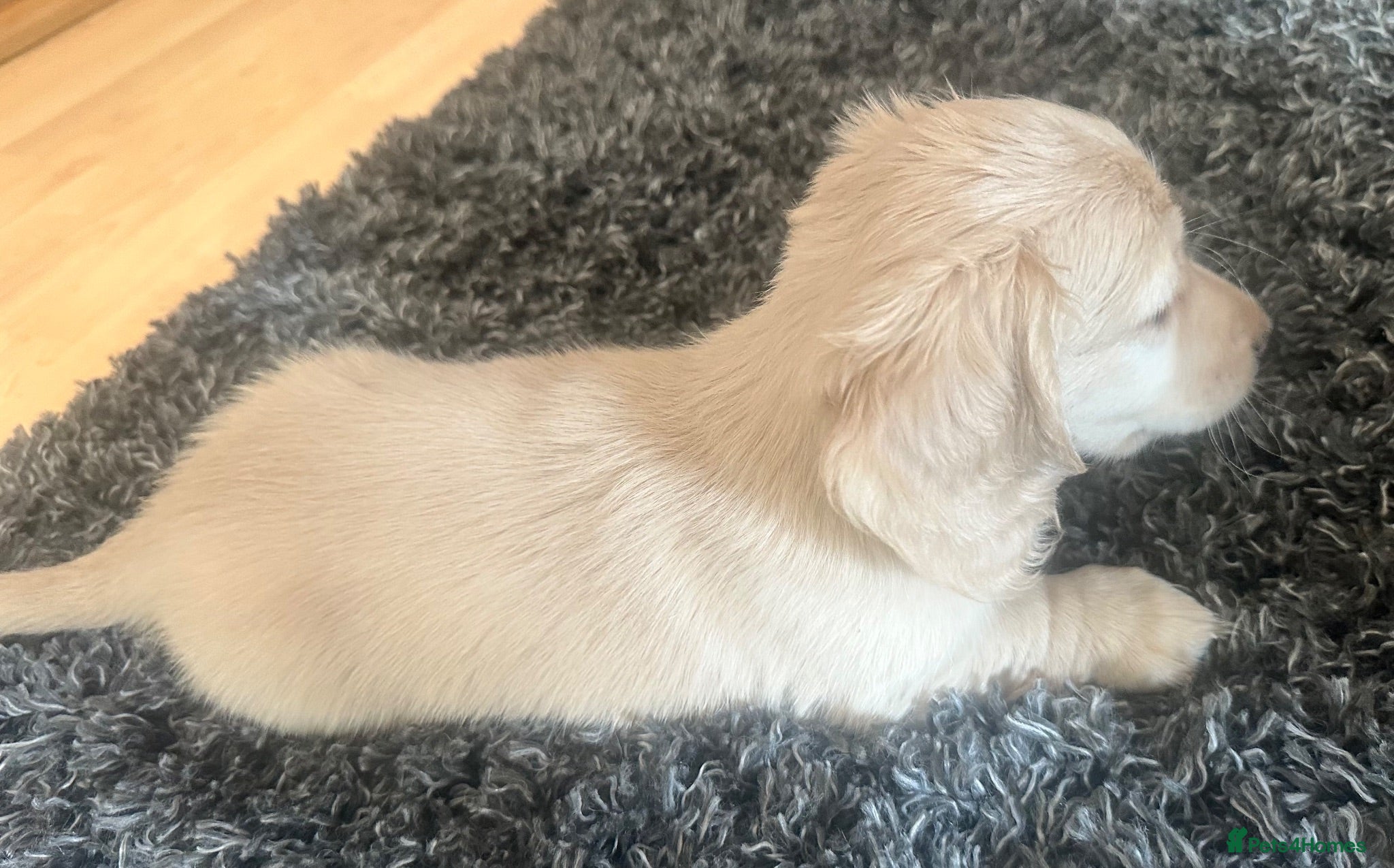 Miniature Dachshund dogs KC REG Miniature LH Dachshund puppies for sale  - Advert 1