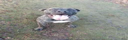 Boerboel dogs for sale: Beautiful boerboel girl available  - Advert 8