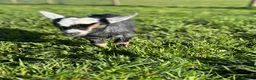 Goats livestock for sale: Gorgeous Pygmy Goats for sale - Advert 5