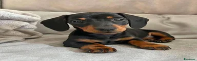 Miniature Dachshund 1