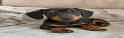 Miniature Dachshund dogs for sale: Miniature dachshund puppies  - Advert 3