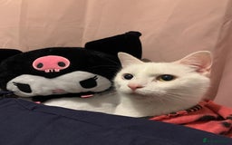 Turkish Angora cats for sale: Azula, 6/7 year old female Turkish angora  - Advert 7