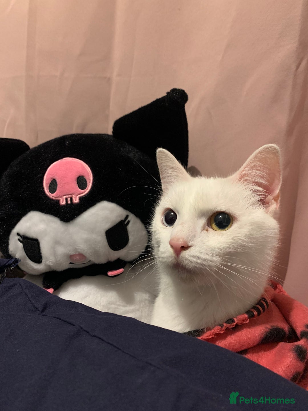 Turkish Angora cats for sale: Azula, 6/7 year old female Turkish angora  - Advert 7