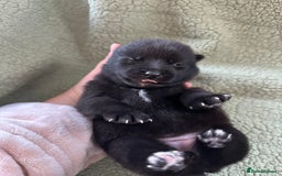 Pomsky dogs for sale: Pomsky Puppies  - Image 7