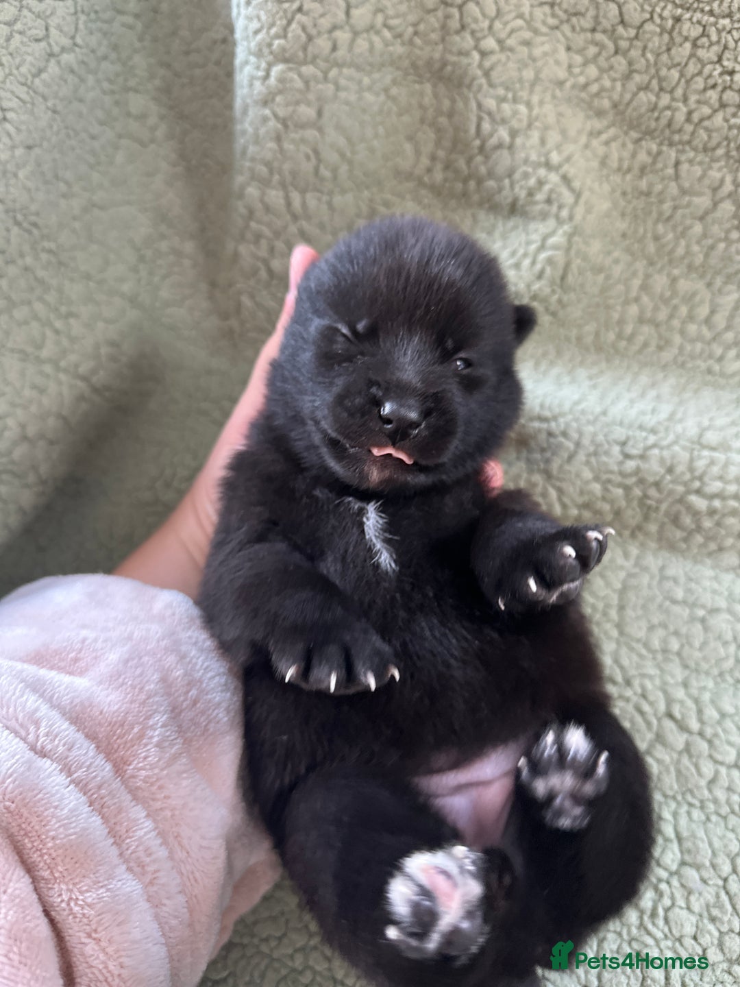 Pomsky dogs for sale: Pomsky Puppies  - Image 7