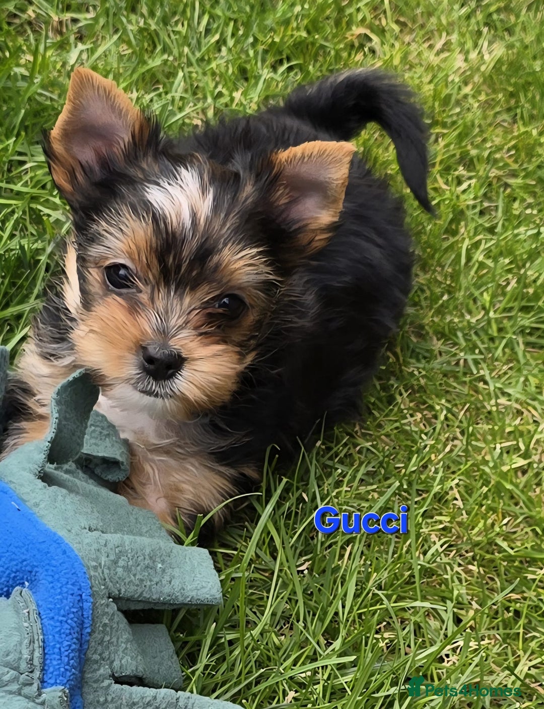Yorkshire Terrier dogs for sale: Miniature Yorkshire Terrier Puppies - Image 17