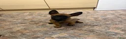 Belgian Shepherd Dog dogs for sale: Solid confident pups ready to go   in Abbots Langley - Advert 9