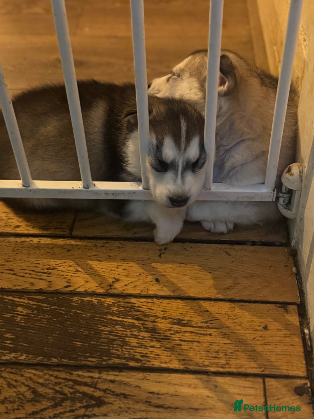 Siberian Husky dogs for sale: Siberian Husky puppies 3 girls 1 boy - Advert 4