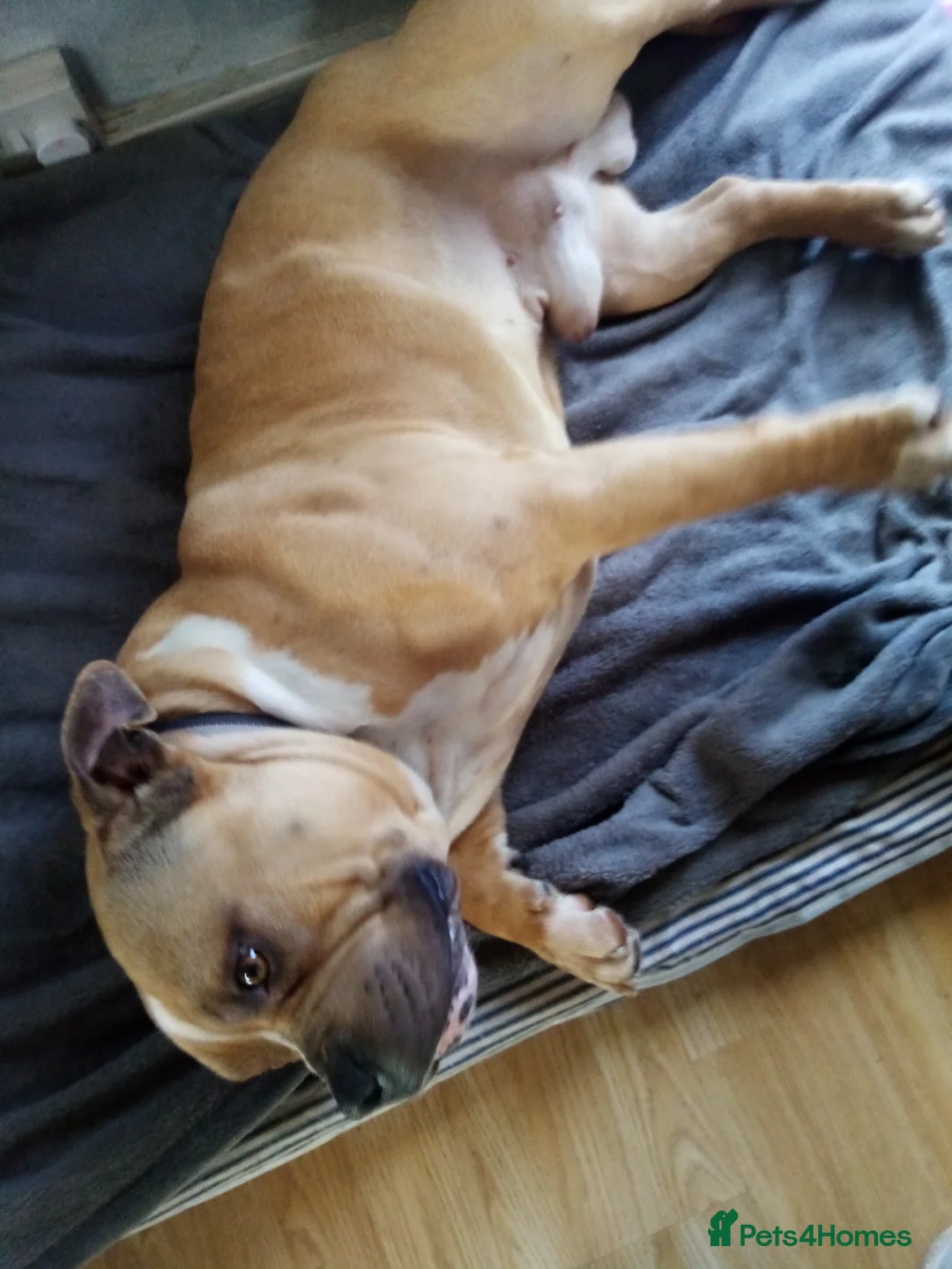 American Bully dogs for sale: Pocket bully Male  - Advert 2