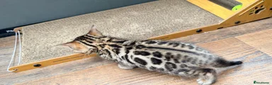 Bengal Kitten 2