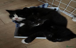 European cats for sale: Kitten  - Image 10