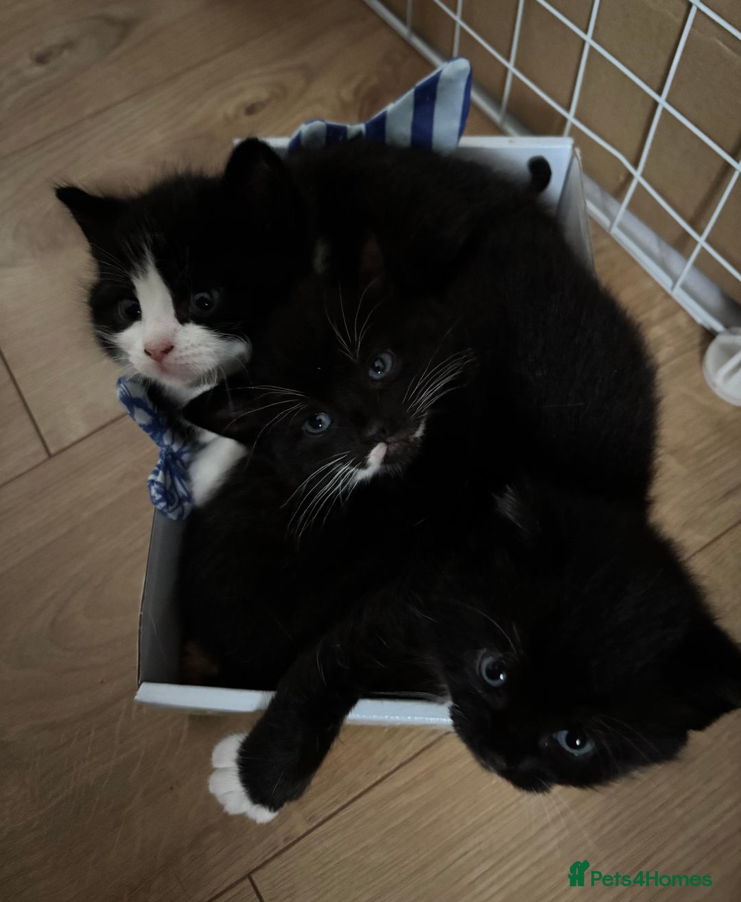 European cats for sale: Kitten  - Image 10