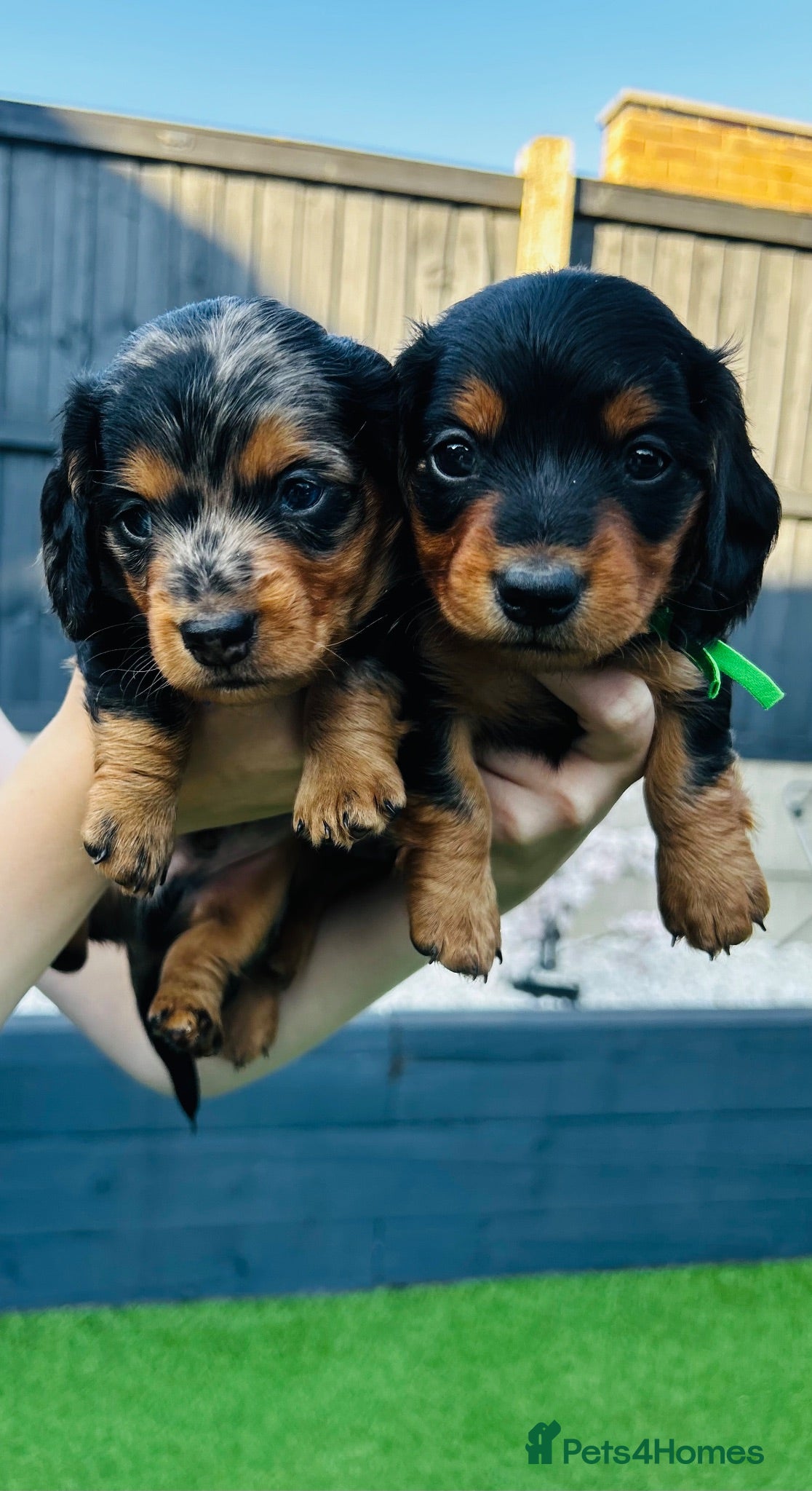 Miniature Dachshund dogs Miniature dachshund puppies 🩷💙 - Advert 2