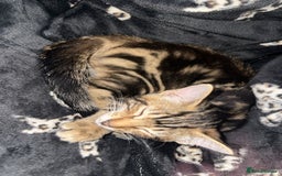 Domestic Shorthair cats for sale: Adorable Domestic Shorthair Kittens - Image 2