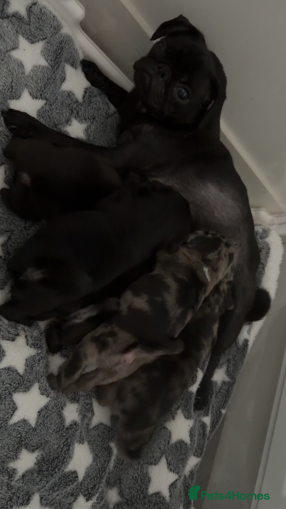 Pug dogs Pug puppies  - Advert 1