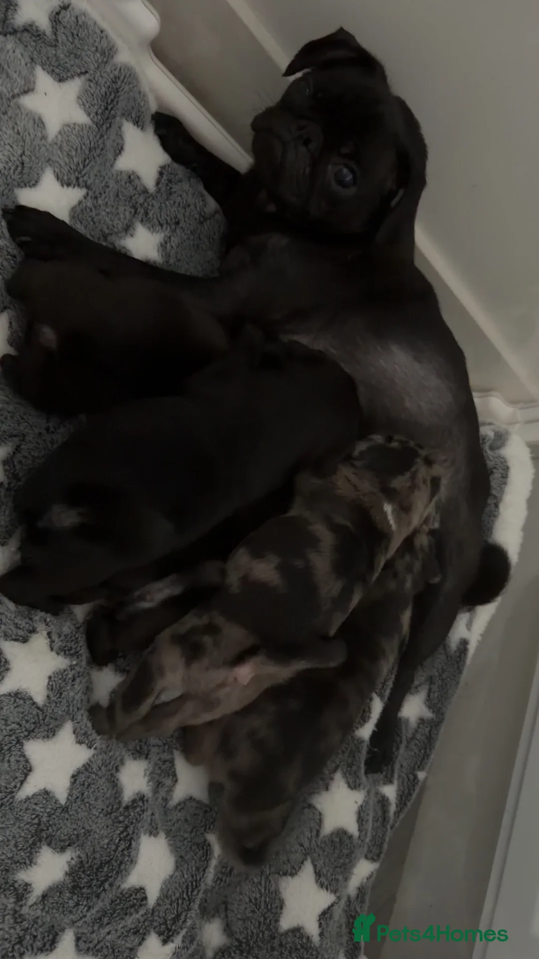 Pug dogs for sale: Pug puppies  in Dumfries - Advert 1