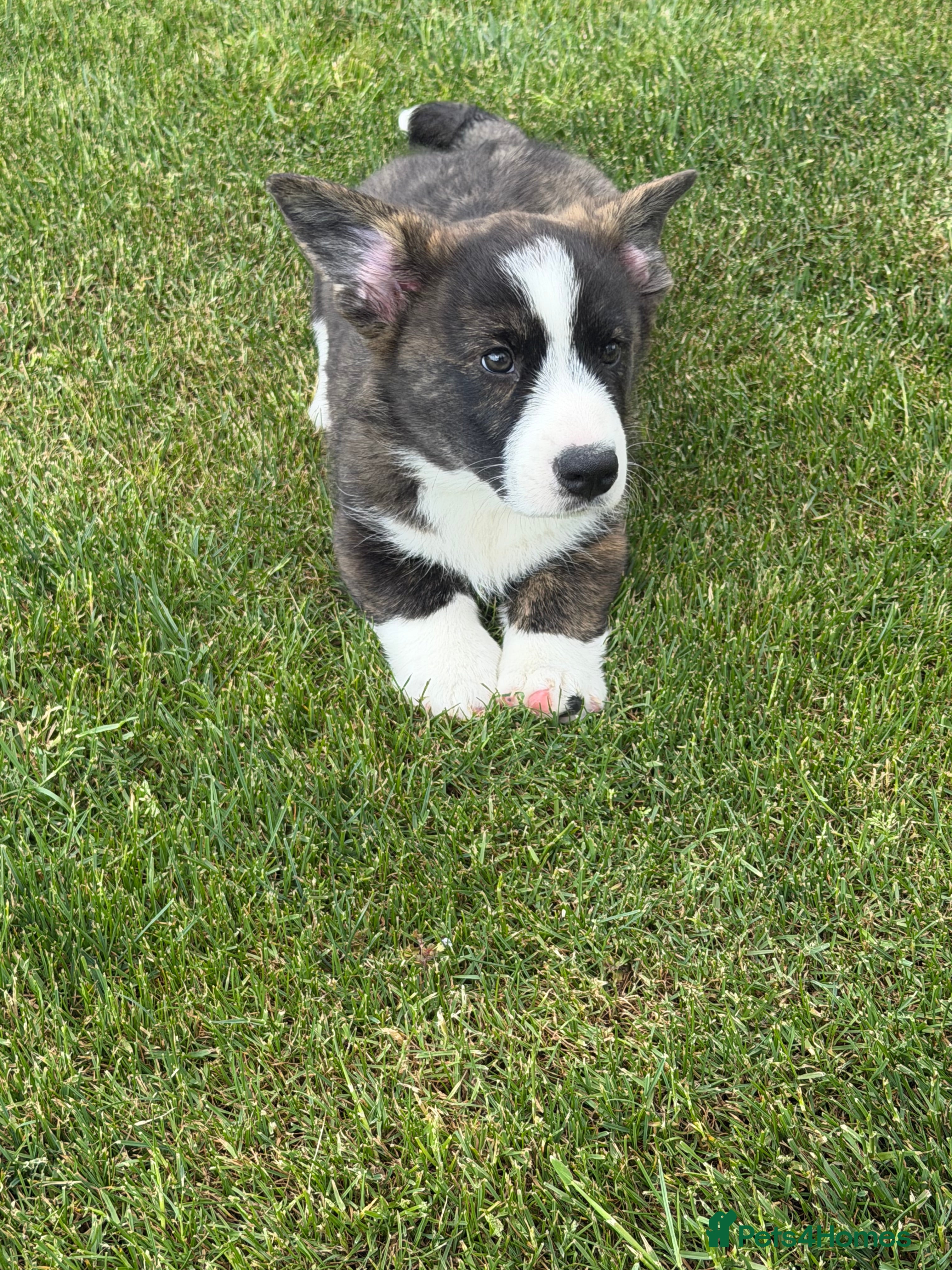 Welsh Corgi Cardigan dogs Ready now Stunning puppies Welsh cardigans - Advert 1