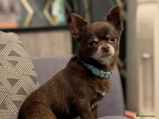 Chihuahua dogs FREDERICK VON LOVEHUNTER KC Champion heritage Stud in Chorley - Advert 20