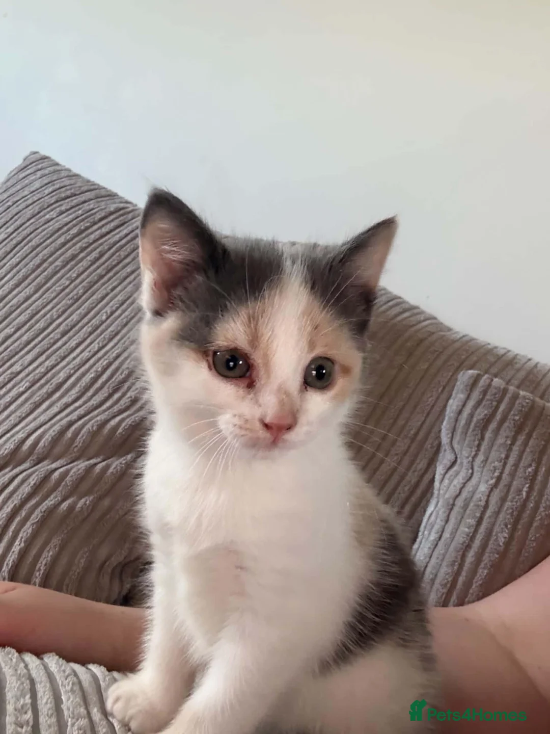 Persian cats for sale: Female kitten ready to go to forever home now! in Gillingham - Advert 2