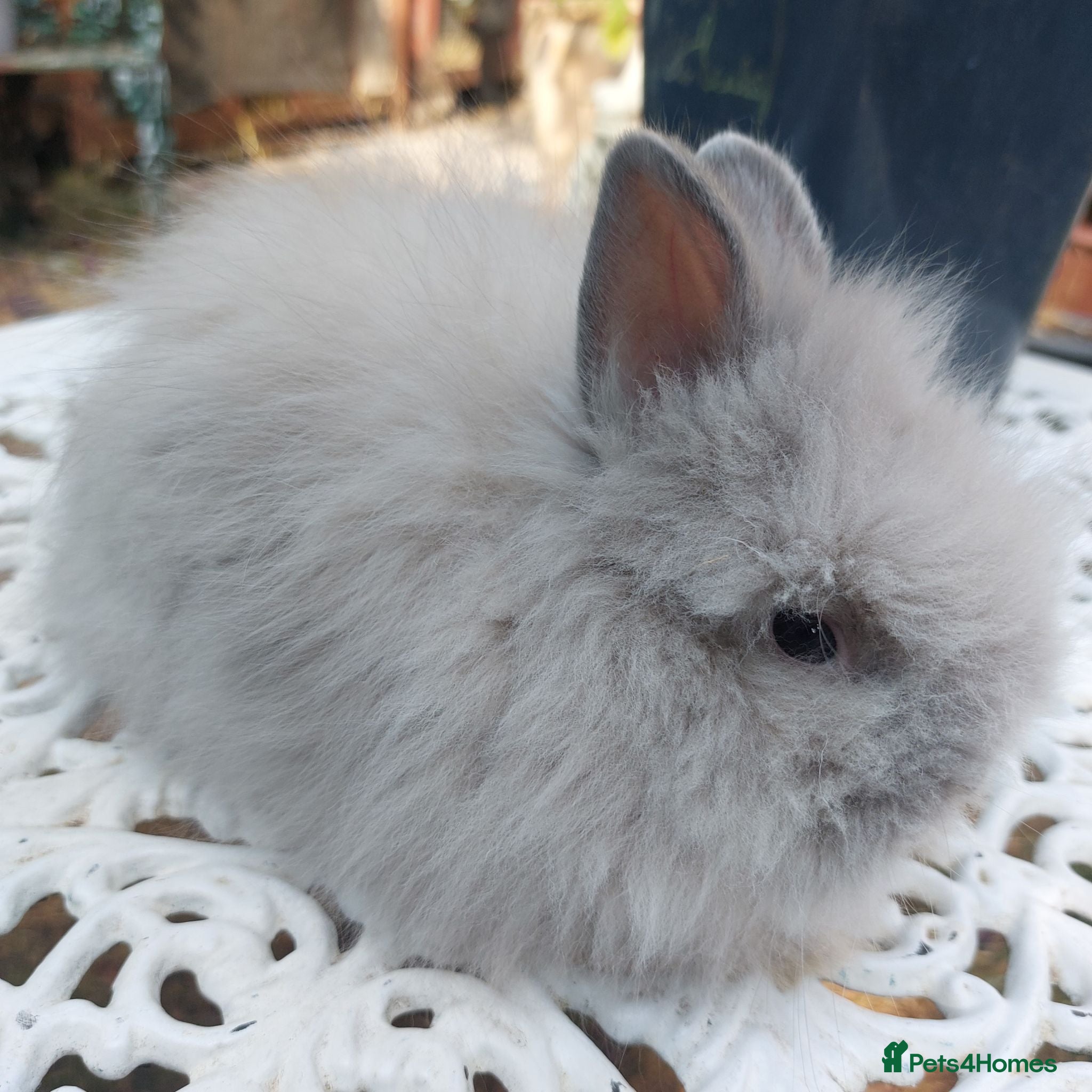 Angora rabbits PUREBRED TEDDYDWERG BABIES  - Advert 1
