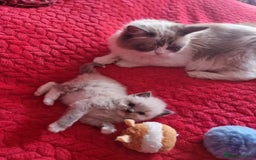 Ragdoll cats for sale: Kitten - Image 8
