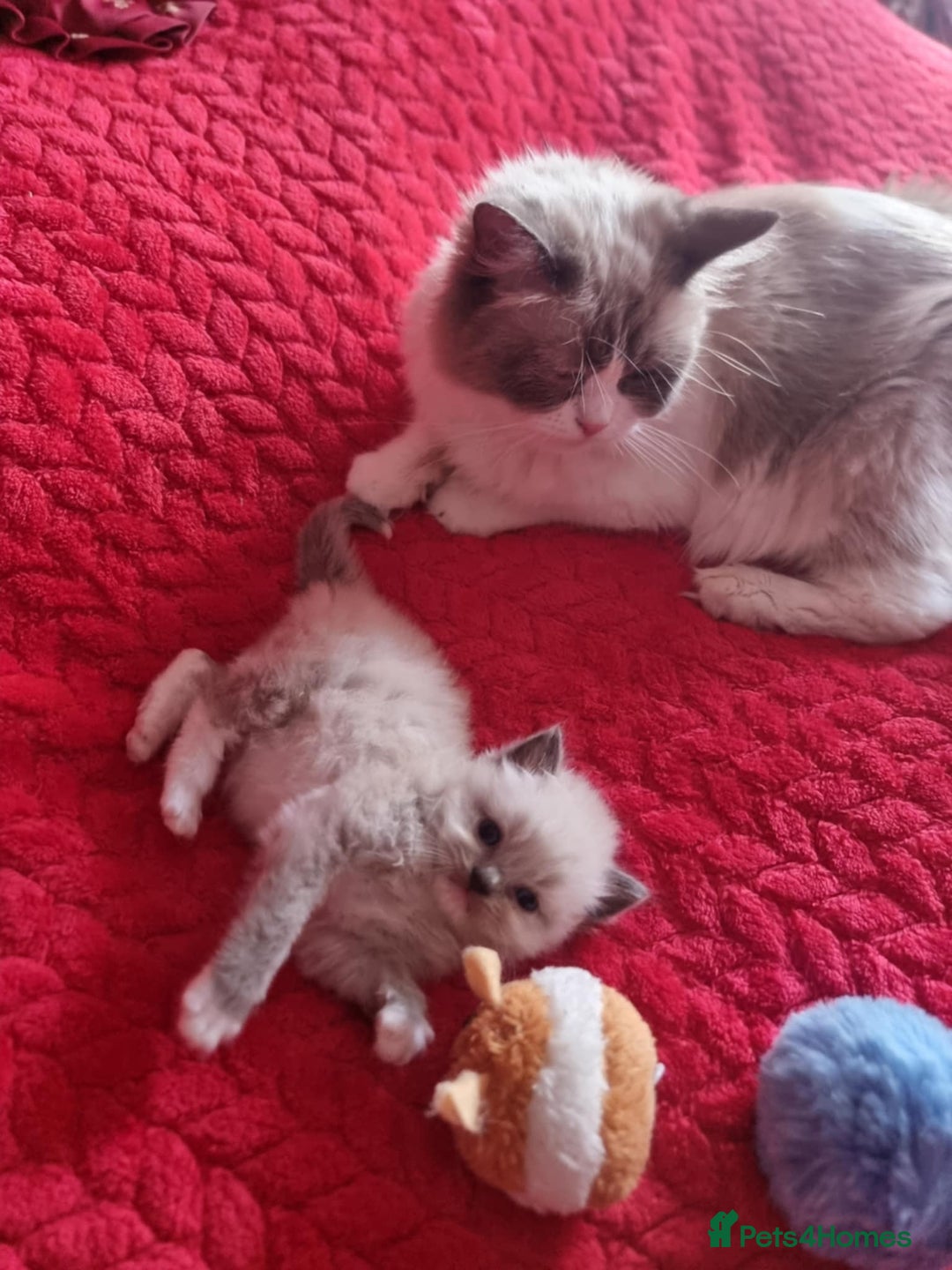 Ragdoll cats for sale: Kitten - Image 8