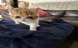 Exotic cats for sale: Paloma is an exotic with a longer nose - Image 7