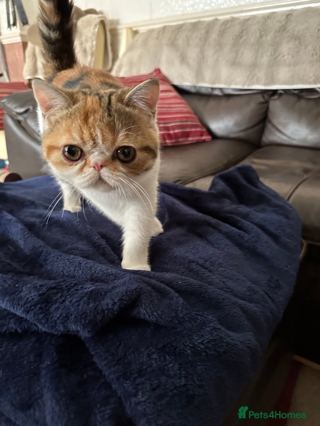 Exotic cats for sale: Paloma is an exotic with a longer nose - Image 7