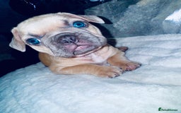 French Bulldog dogs for sale: French Bulldogs  - Image 7