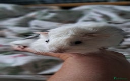Guinea Pig rodents for sale: Baby boar desperate to find a friend  - Image 3