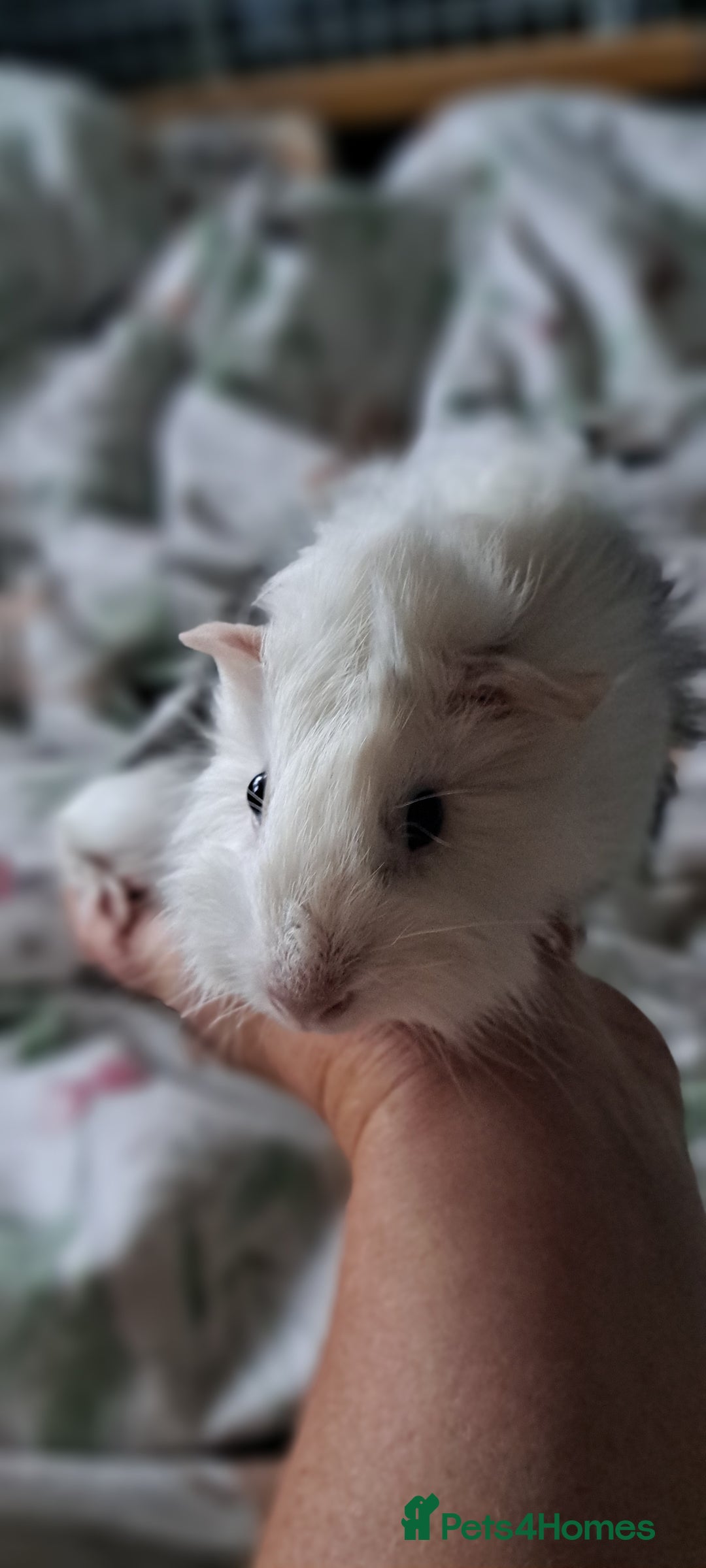 Guinea Pig rodents for sale: Baby boar desperate to find a friend  - Image 3